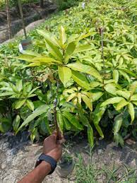 Banana Mango Fruit Plant Manufacturer & Supplier in India